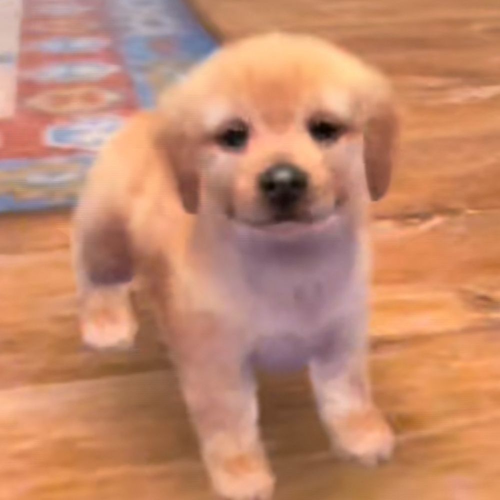 puppy