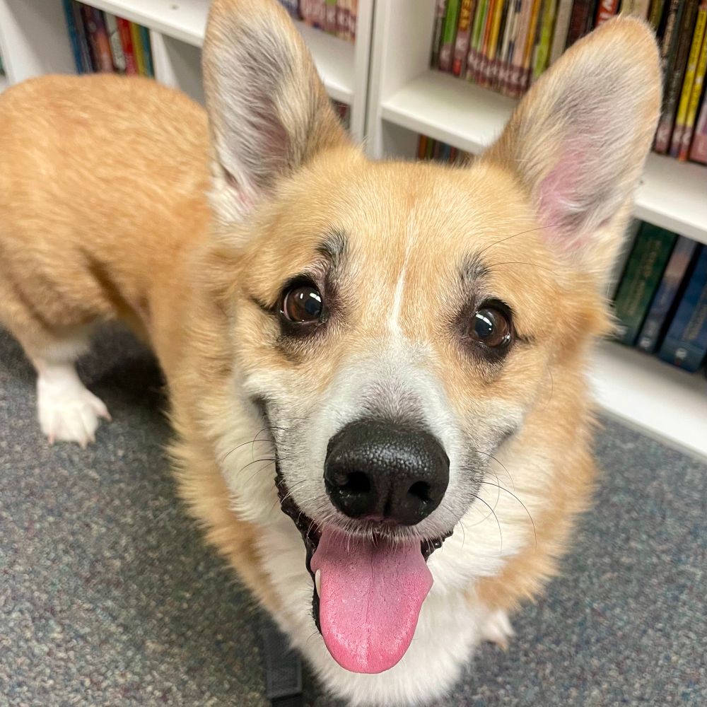 Grady the Corgi