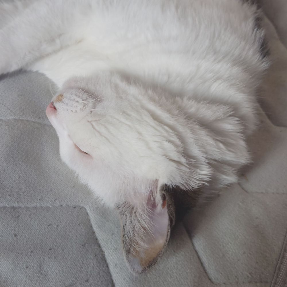 コゲたこやき