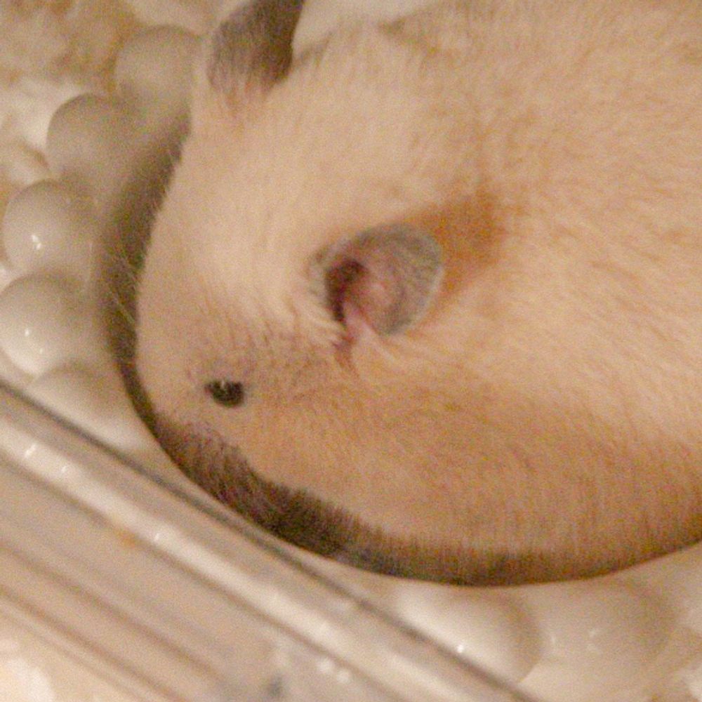 あさみ