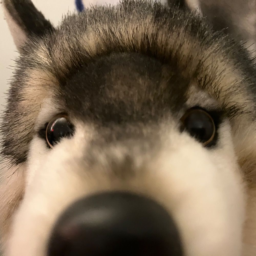 awoofair