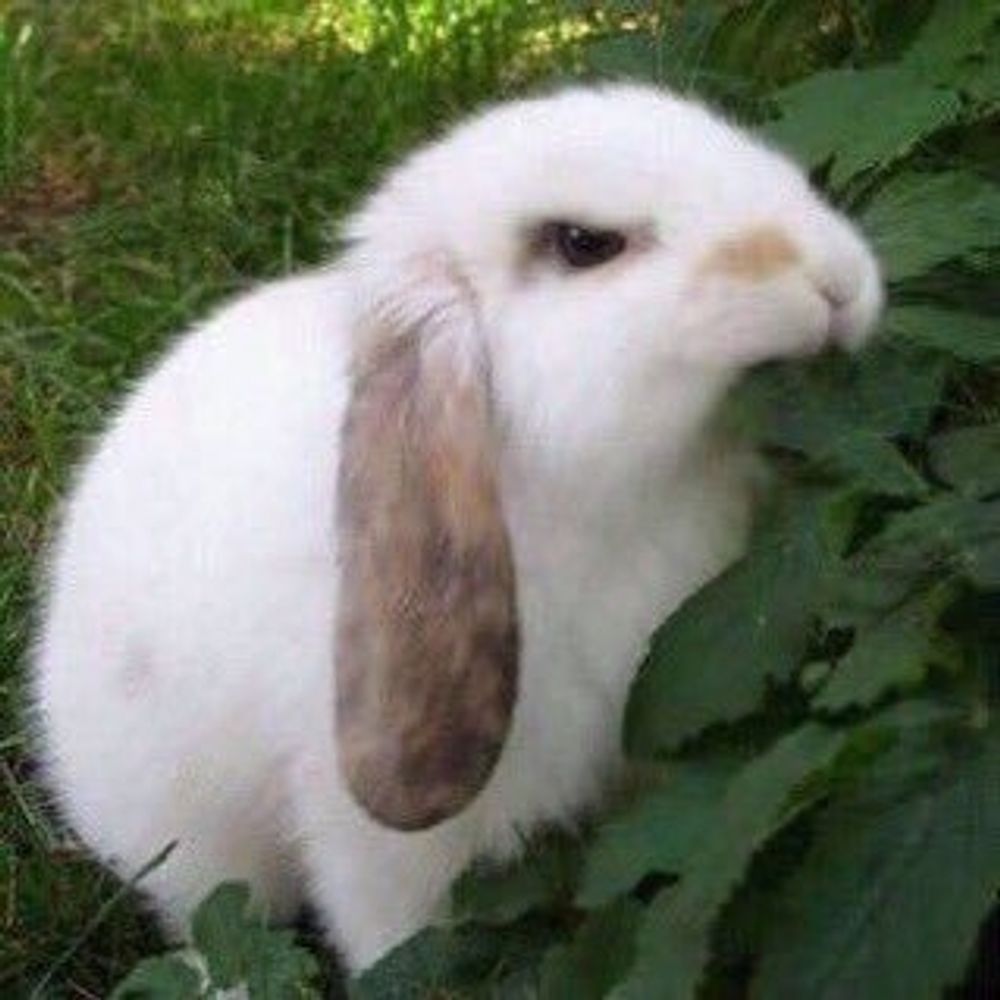 서하