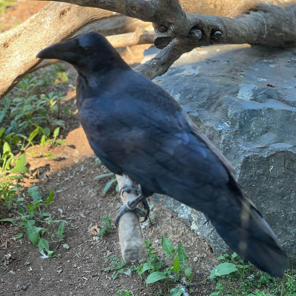 RavenRoc
