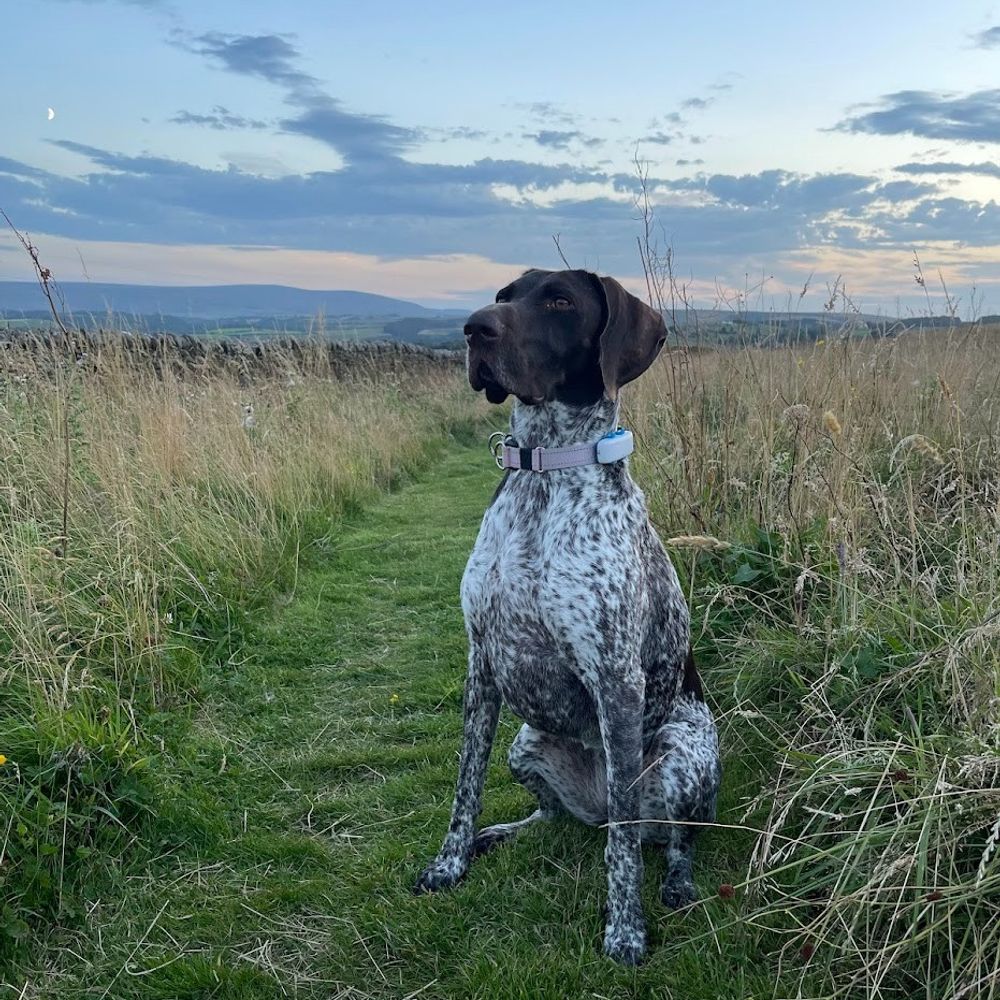 Juno the GSP
