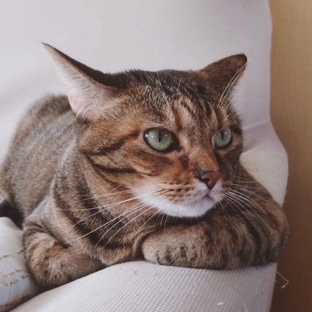 さばかん