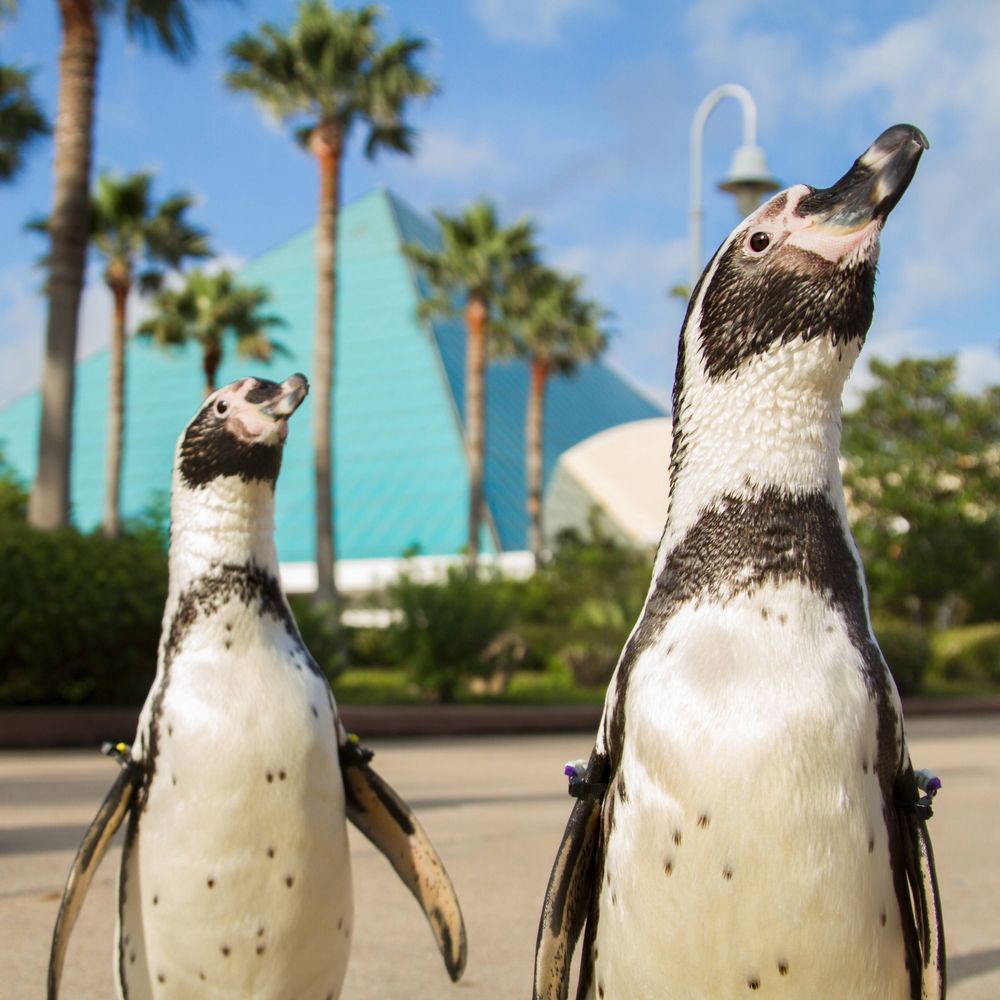 Moody Gardens