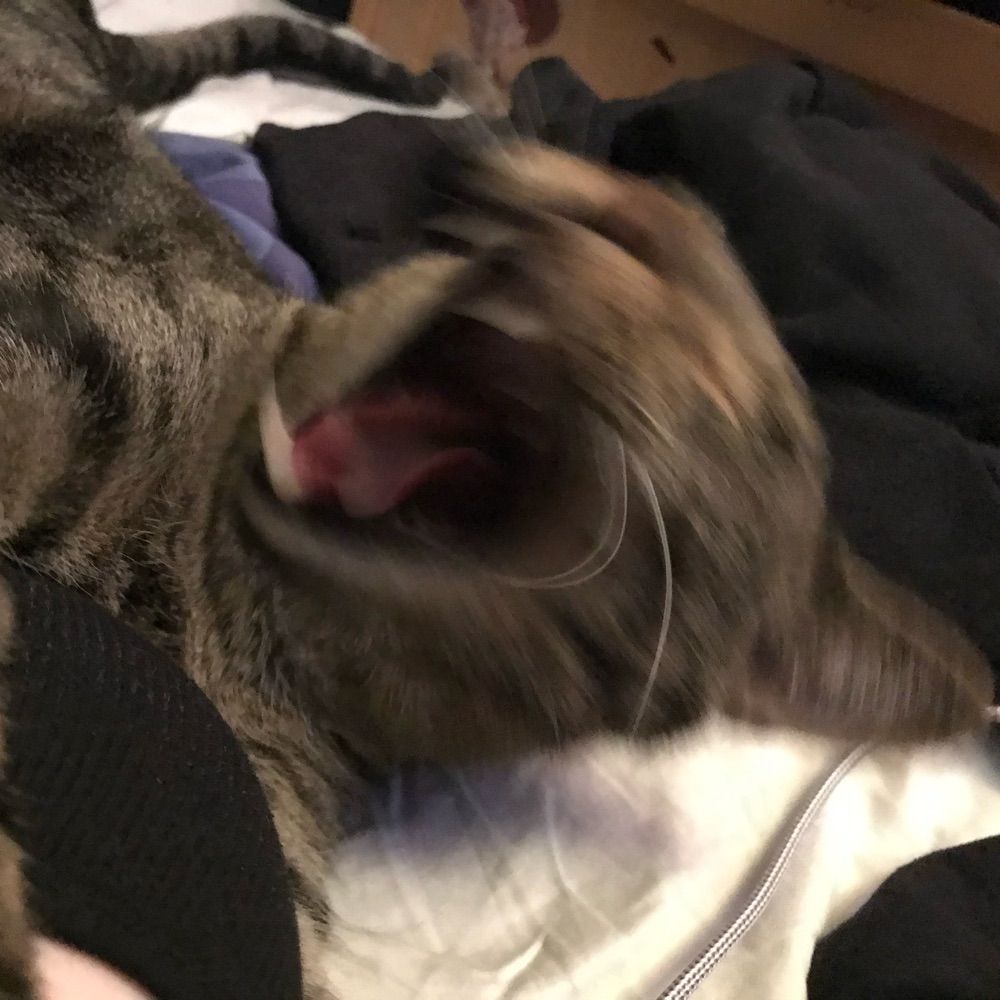 Bucky