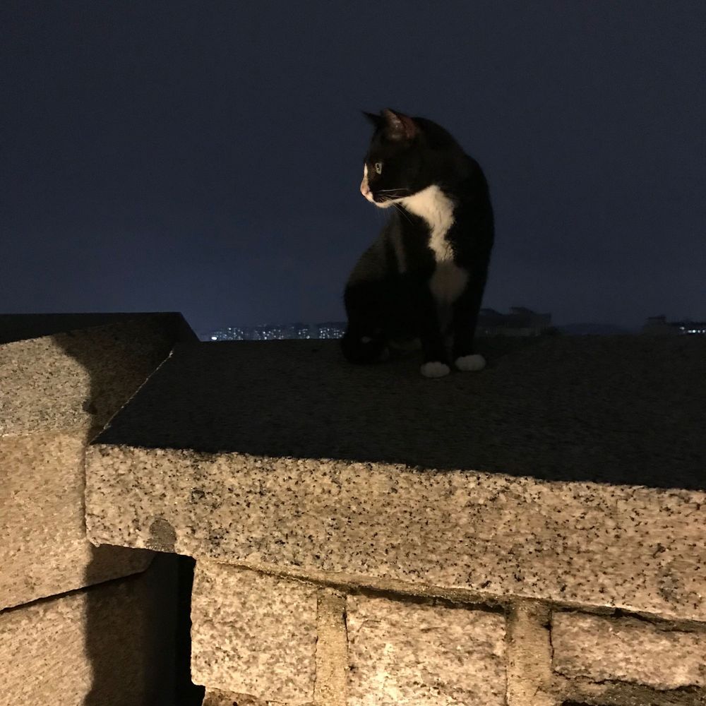 doracat