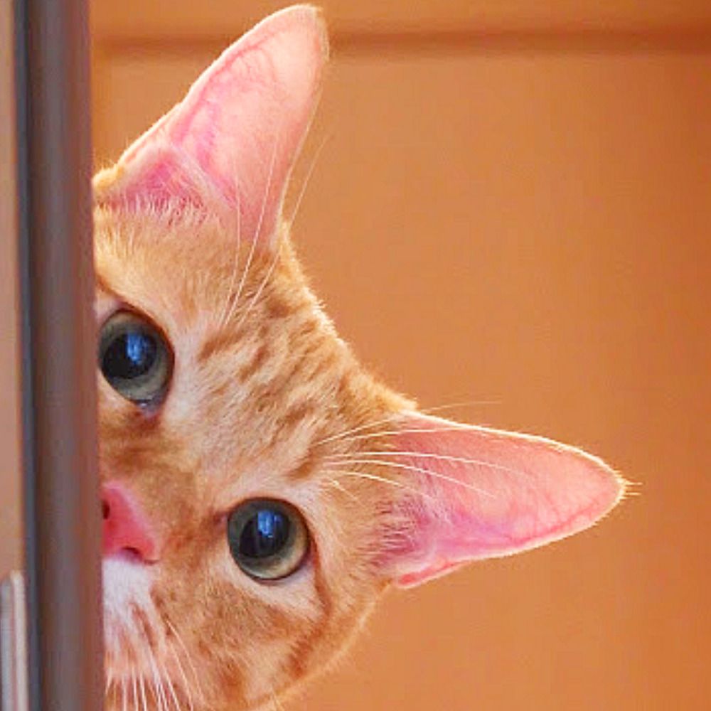たおたお