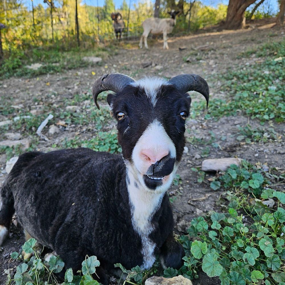 JK Evergreen Ranch and Driftless Woolen Mill