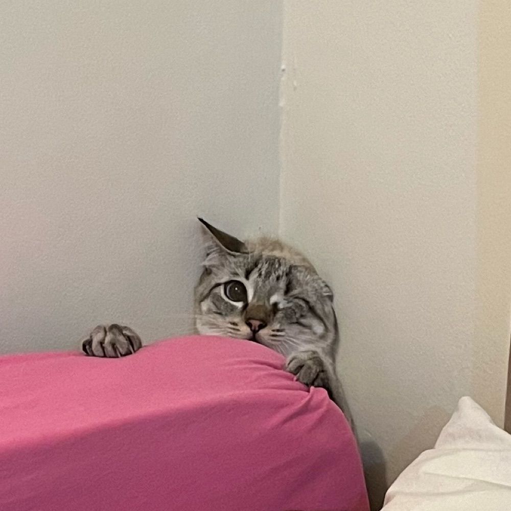 cata
