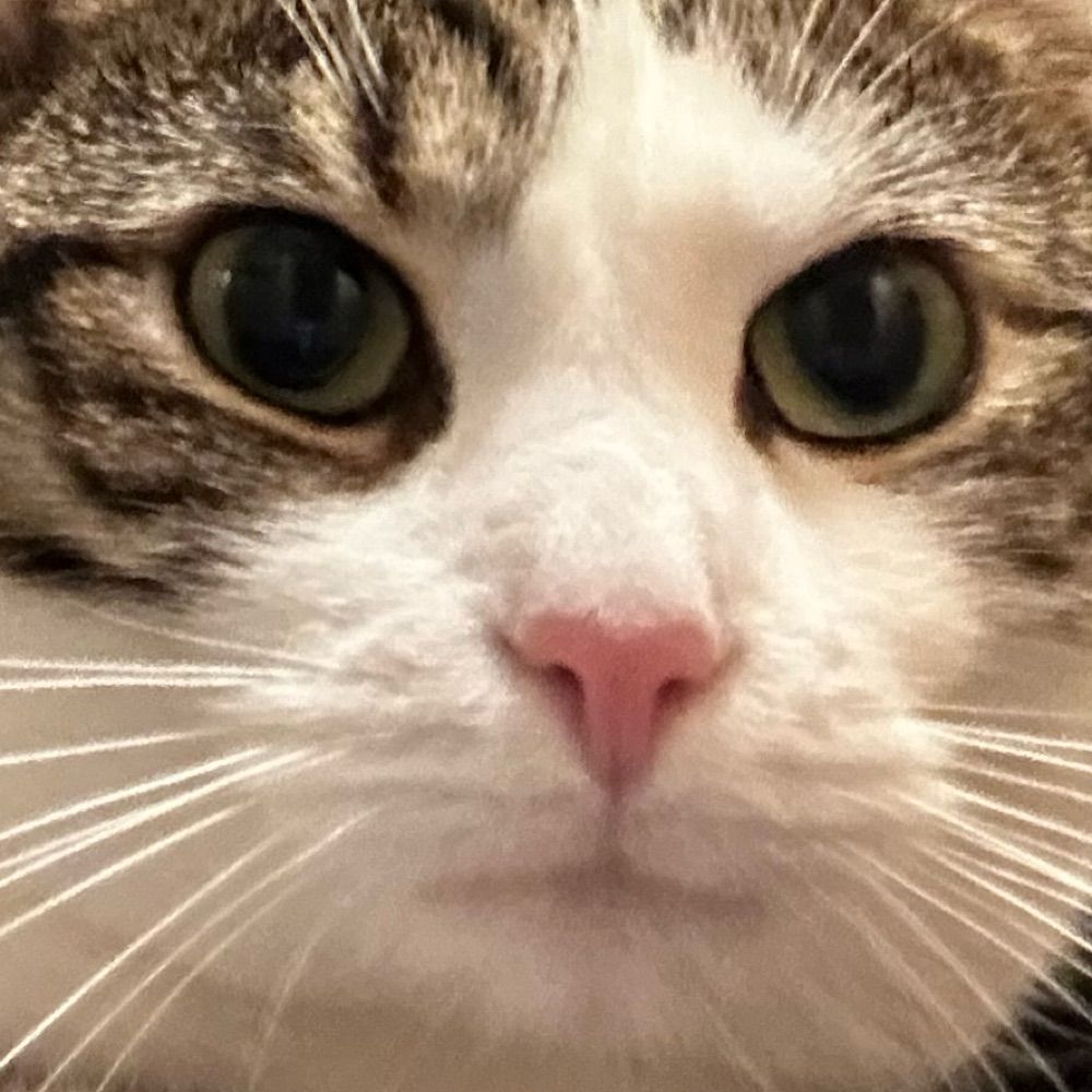 kt