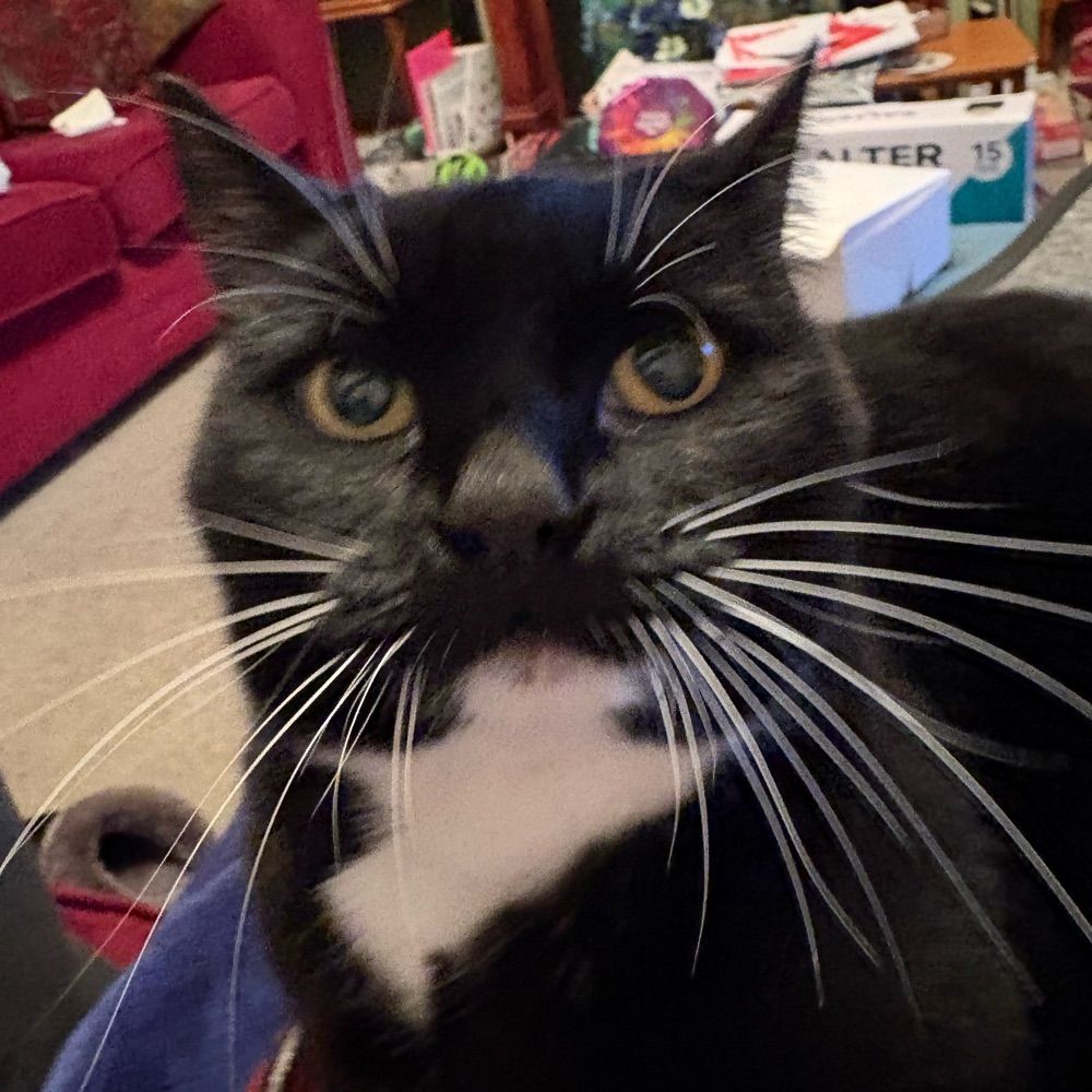 The Cat in Turmoil