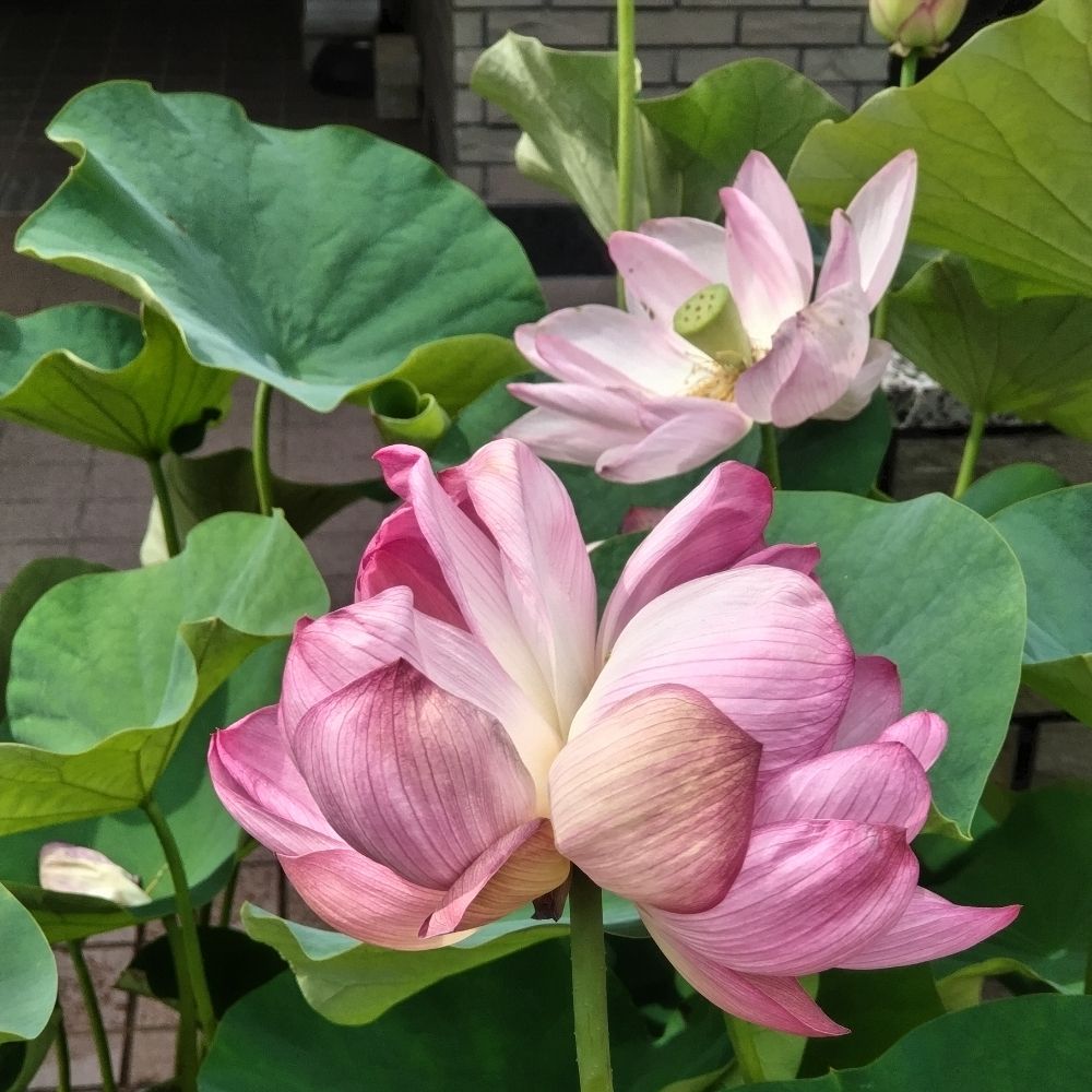 京都府立植物園よもやま情報