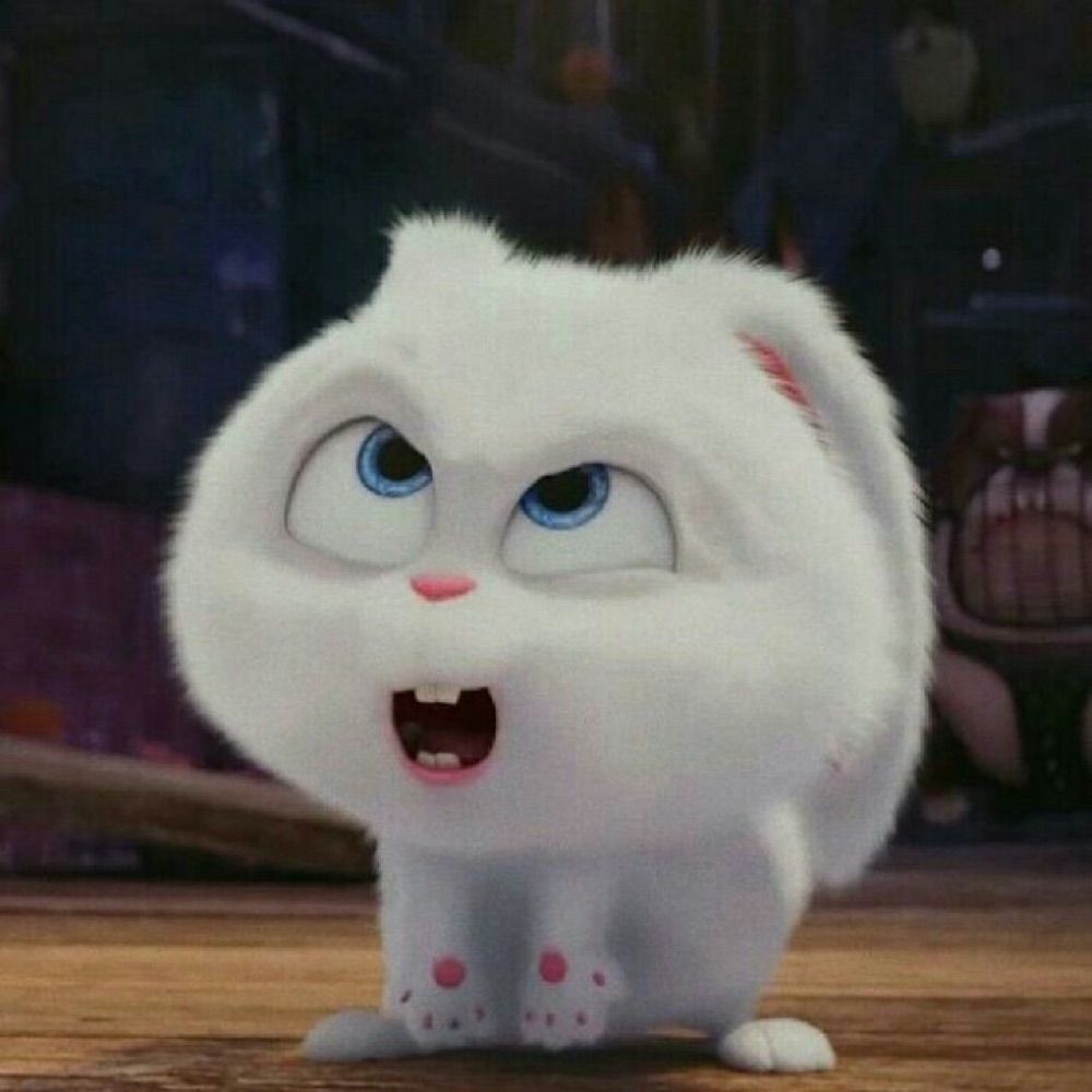 แมวกล่อง