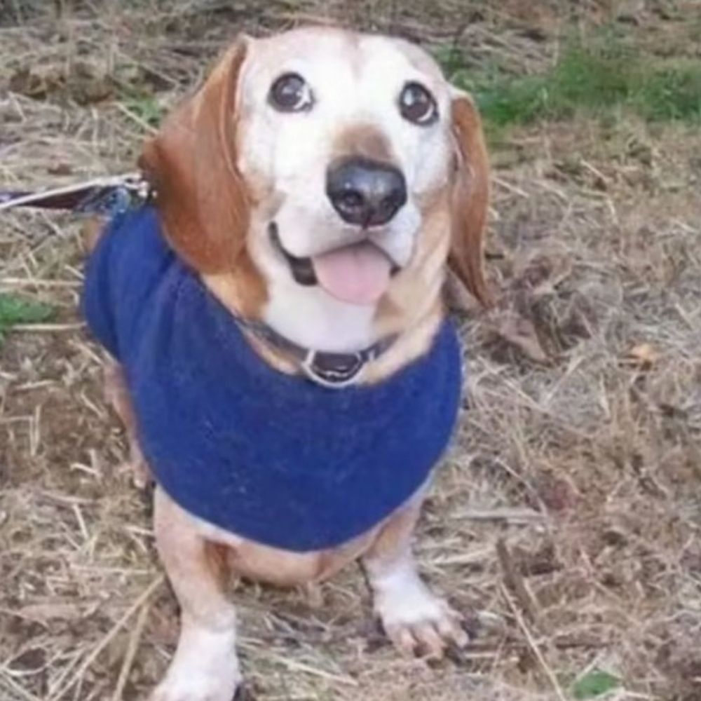 Stupid god damn dog