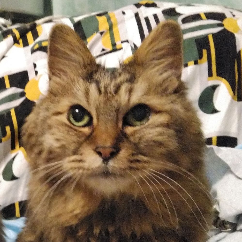 猫森