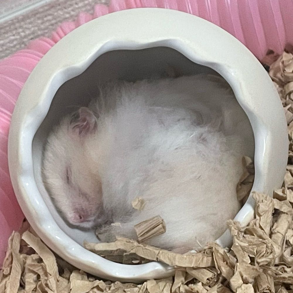 もちこ