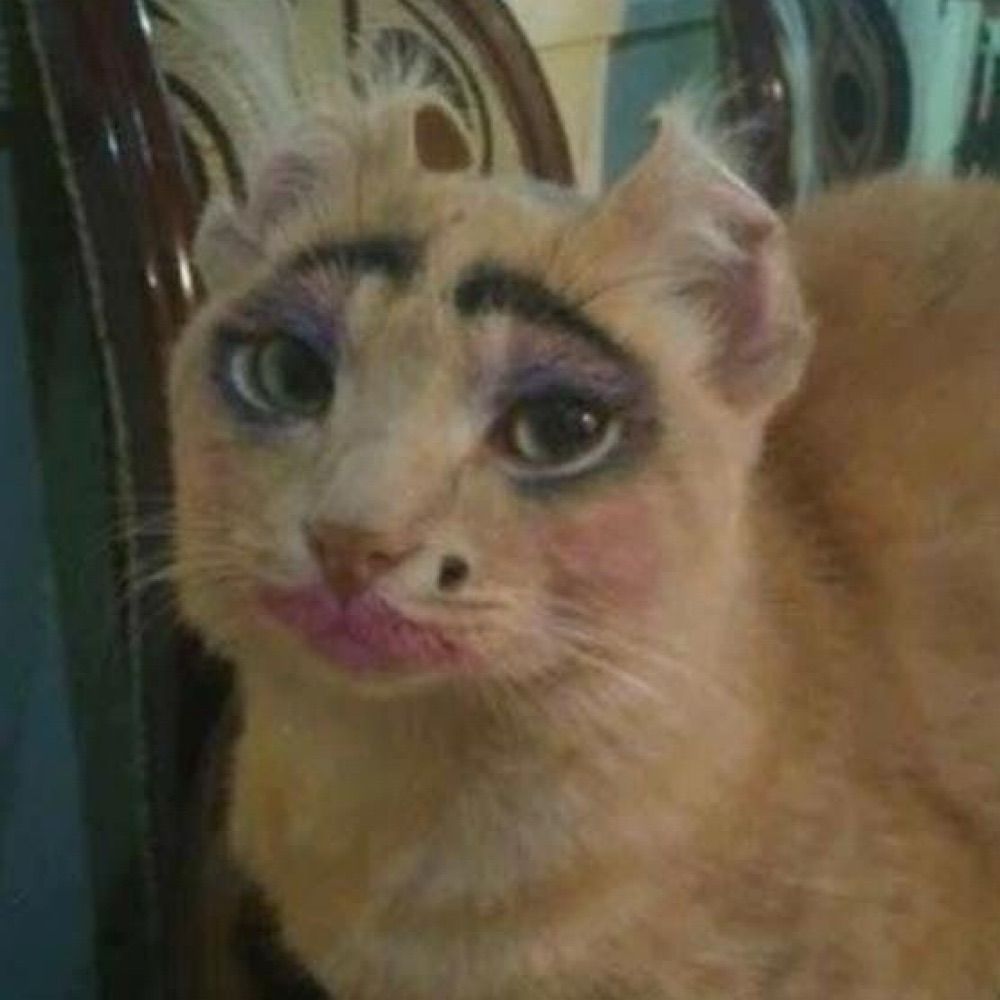 psipsipsicogatinha