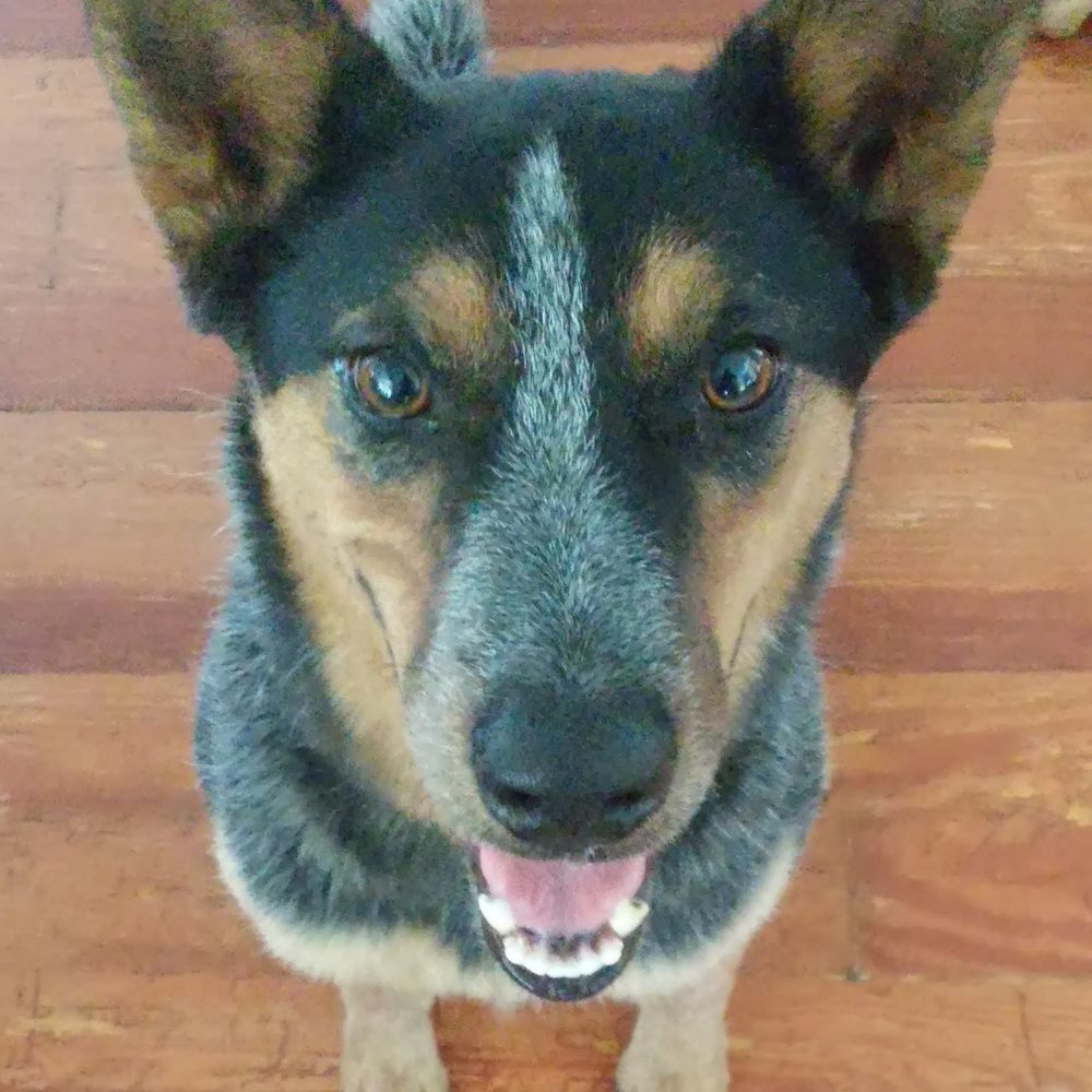 Charlie (is my darling)