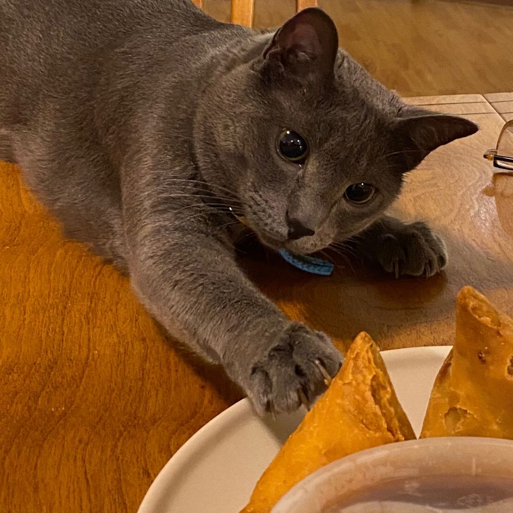 Feline Appreciator