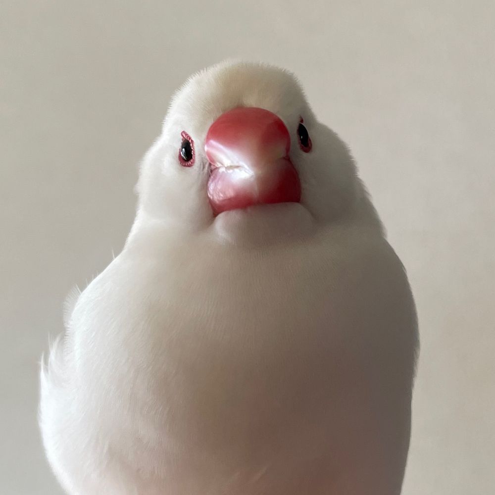 つくね もち