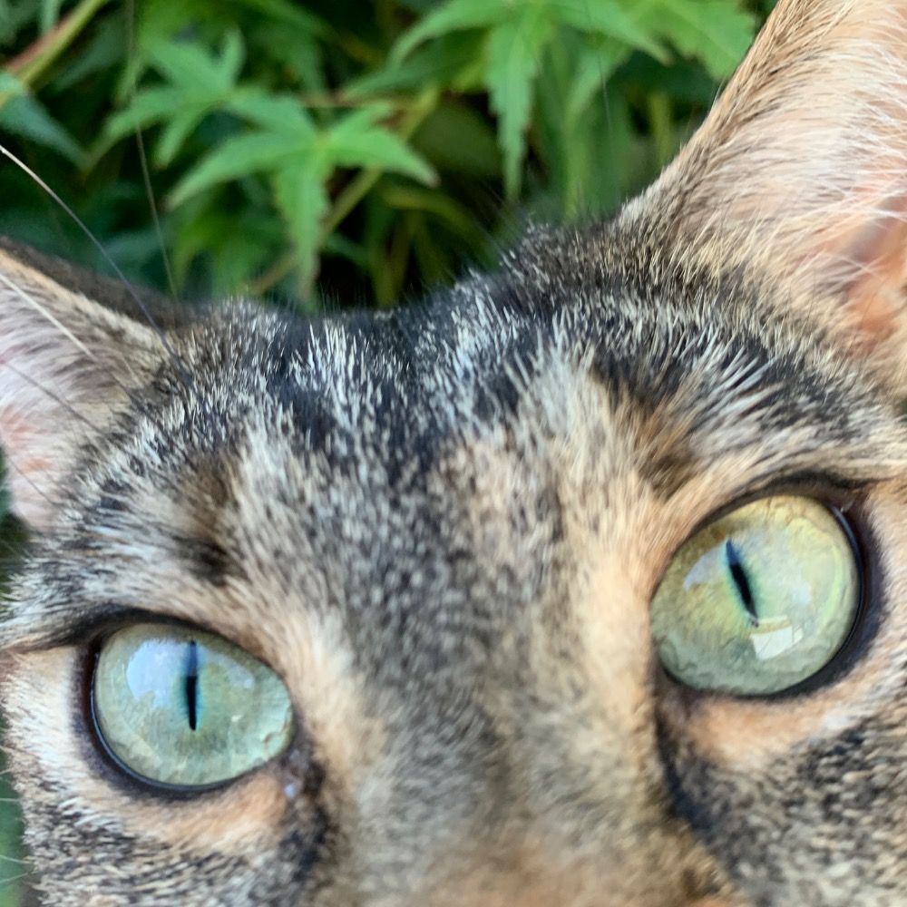 AnnieJo