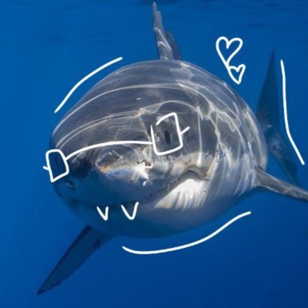 ★ ·. · ´¯` ·. · ★ | 🦈