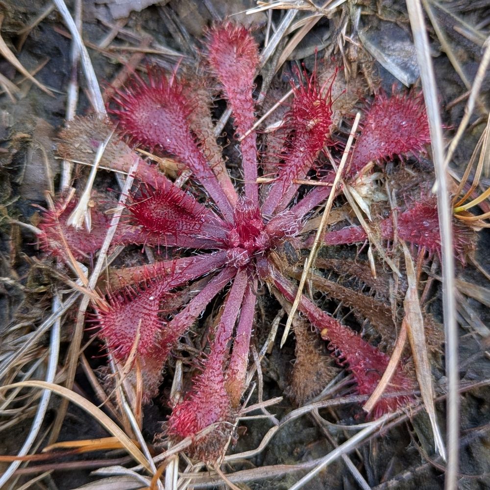 うーぱ　食虫植物