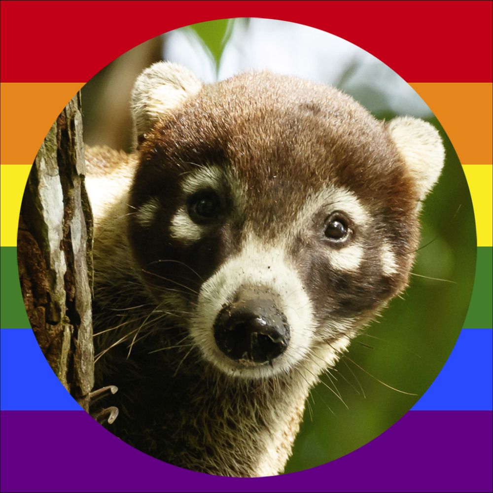 Nasenbär's avatar