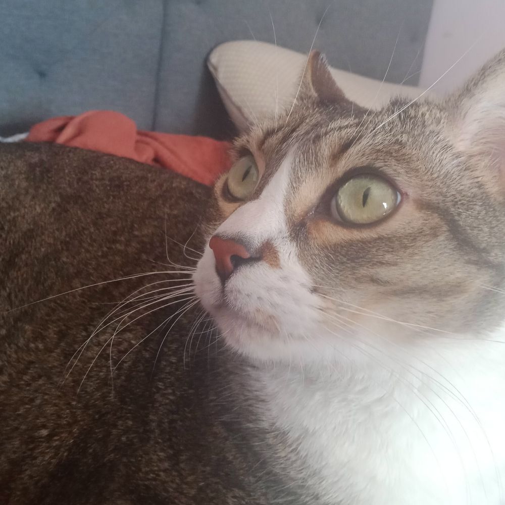 AitorCat
