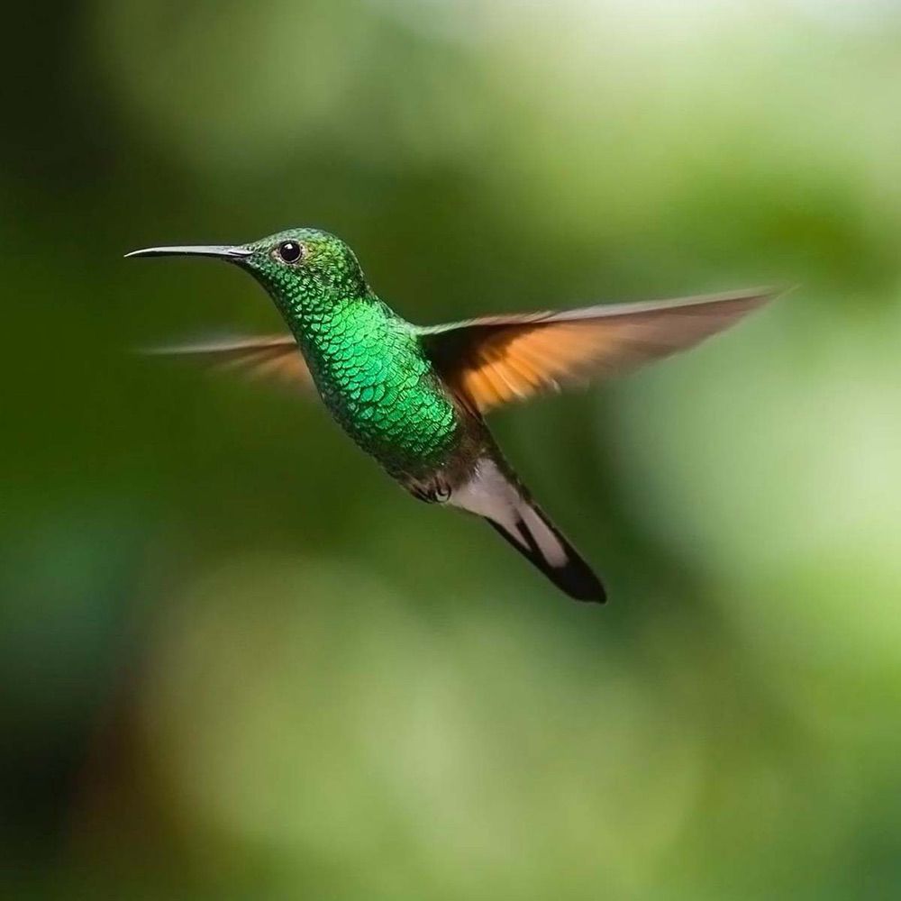 Colibri