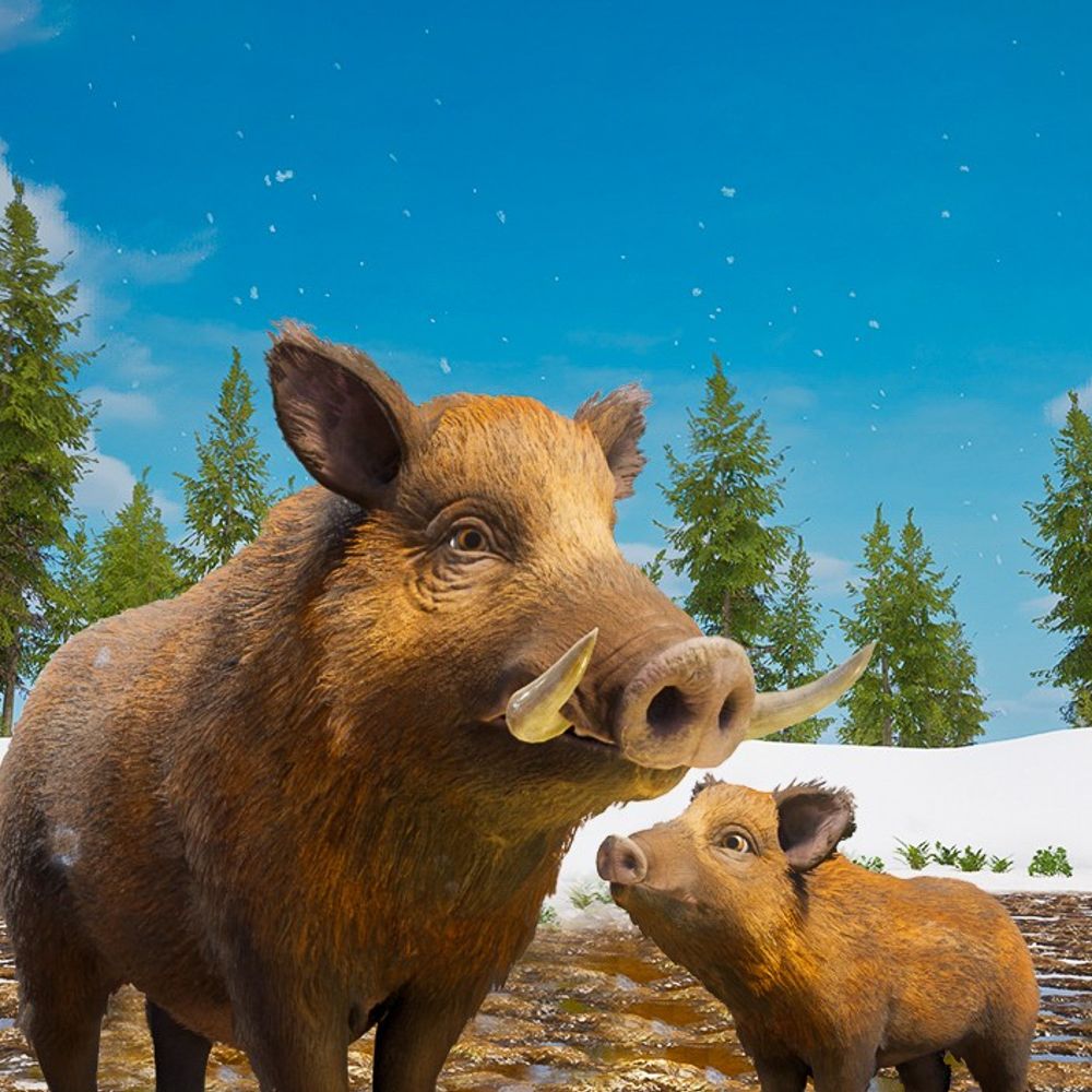 Wild Terrain 🐗