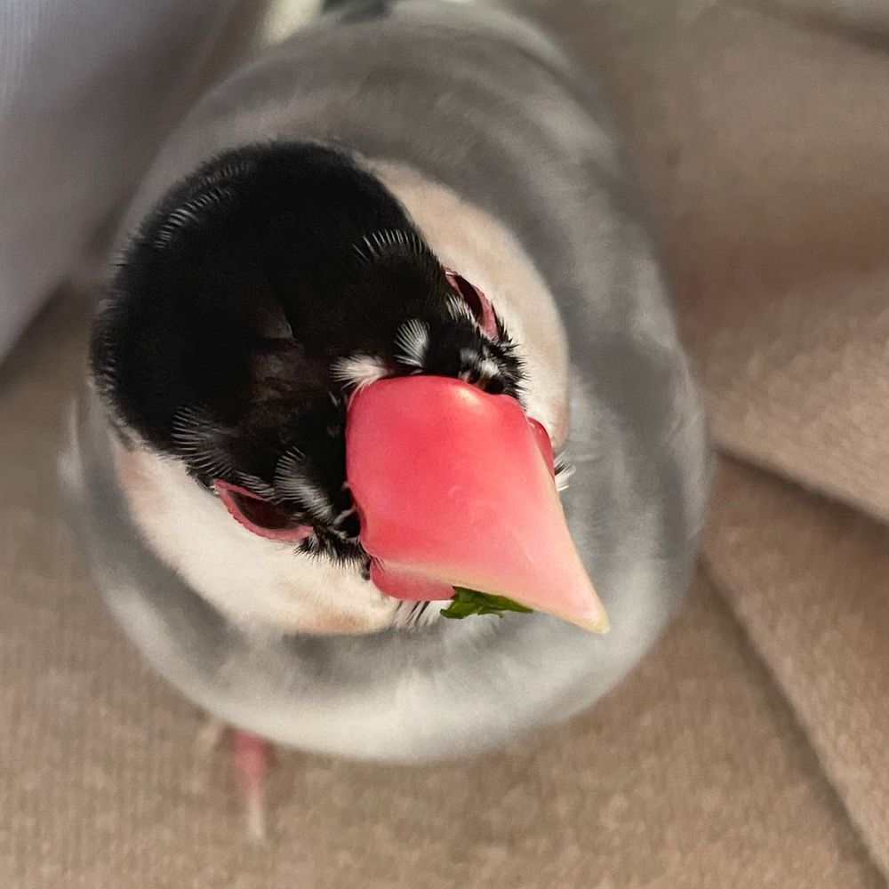 さくさん