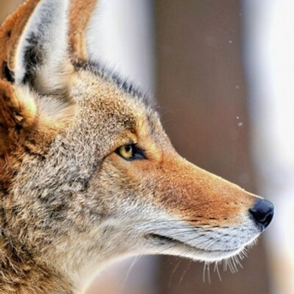 CoyoteWrites
