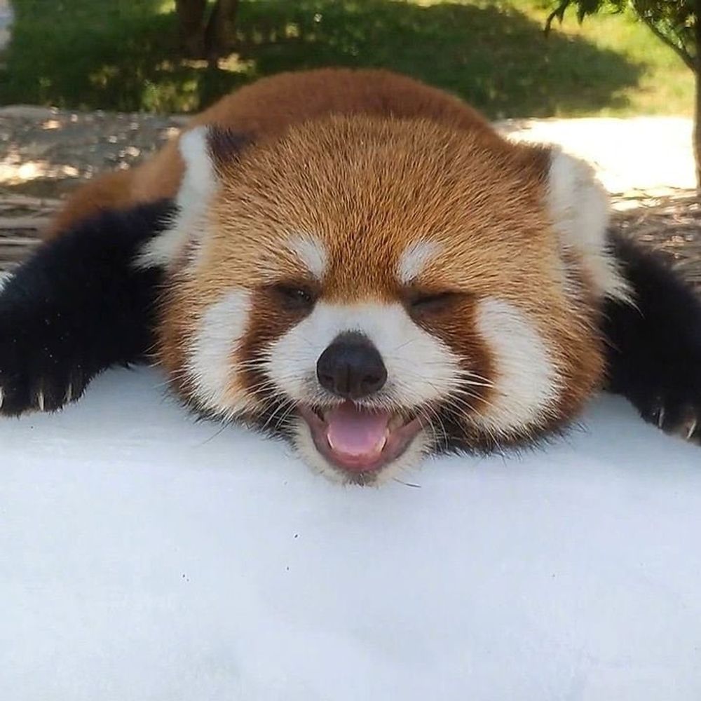 Daily Wah (red pandas)