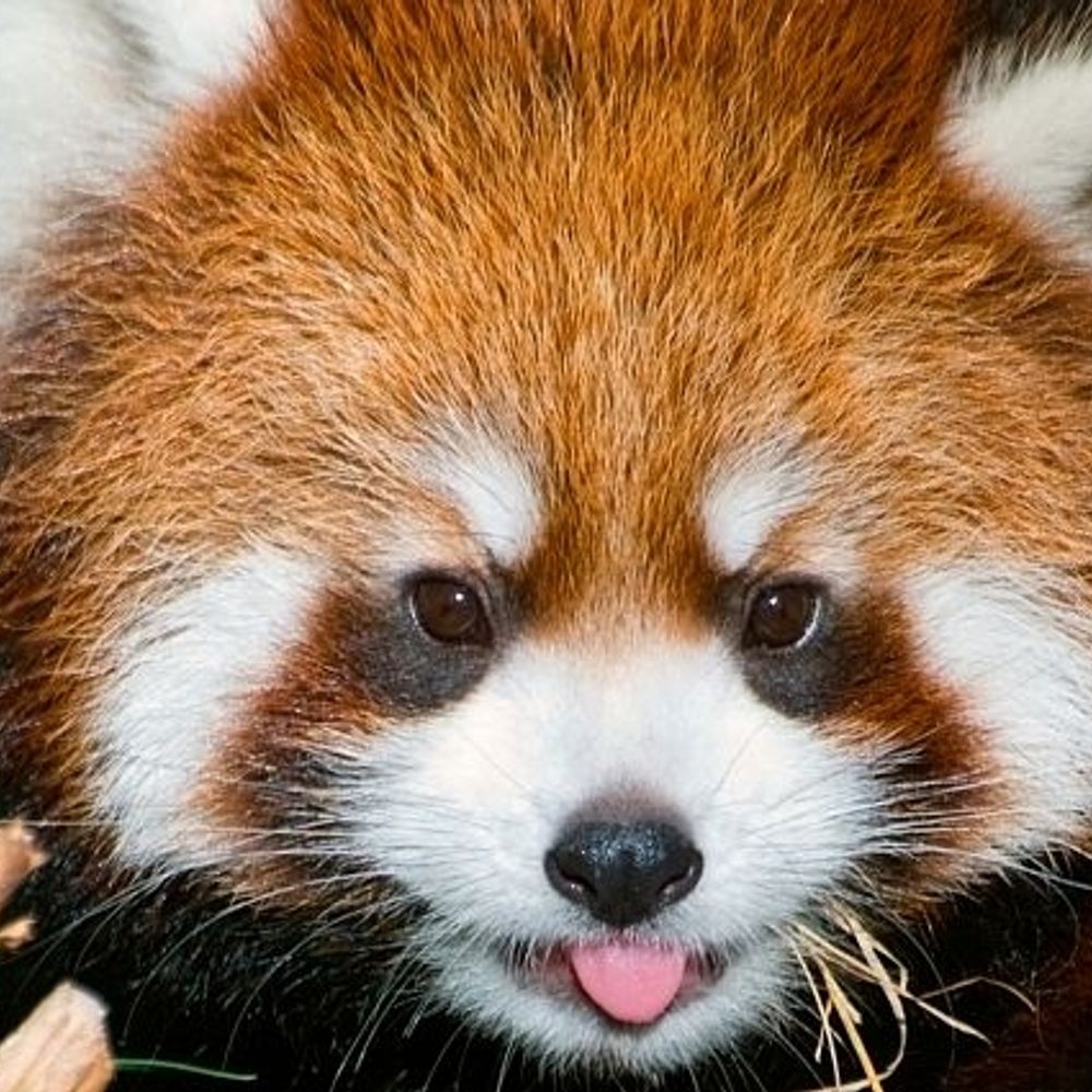 Daily Wah (red pandas)'s avatar