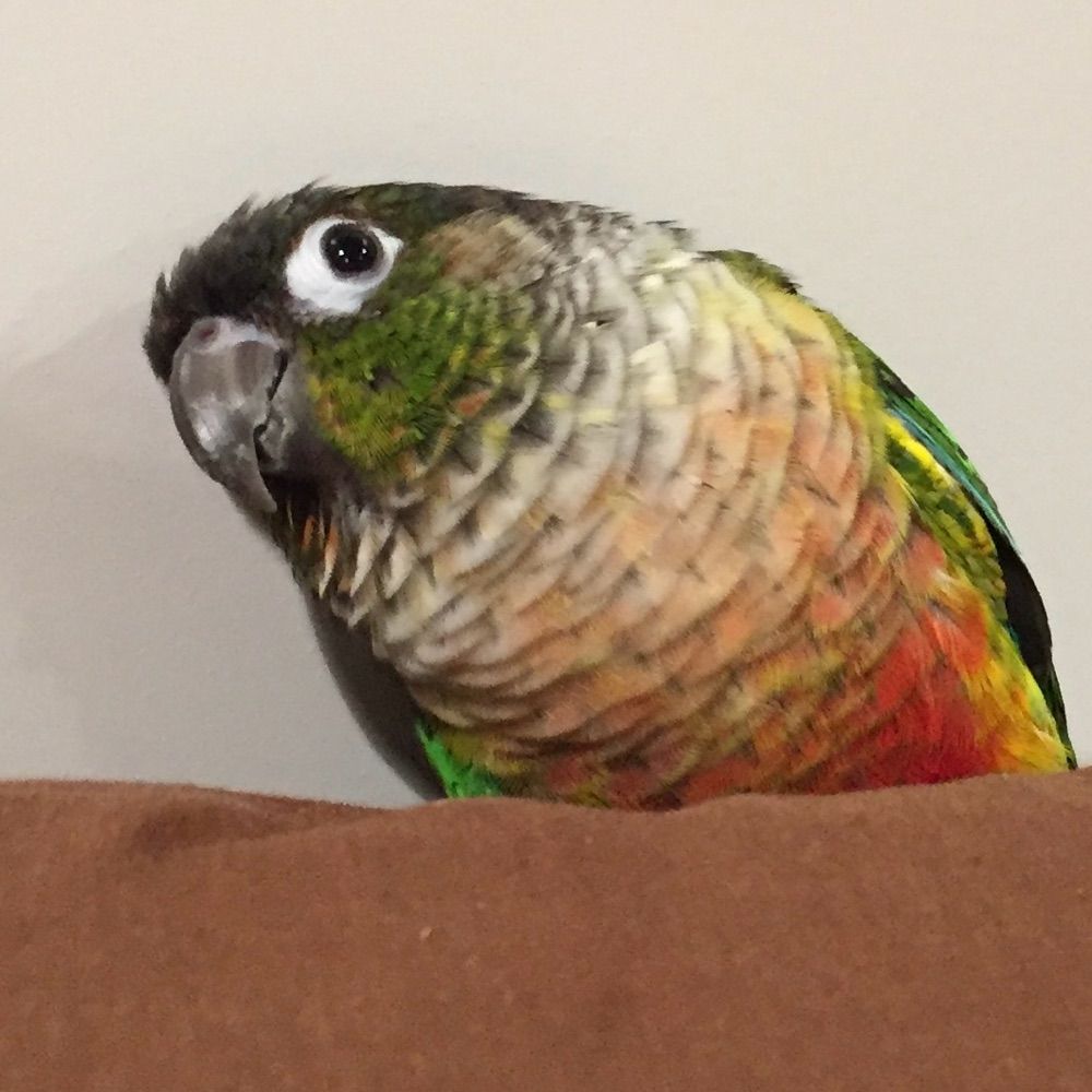 LovelyBiird 