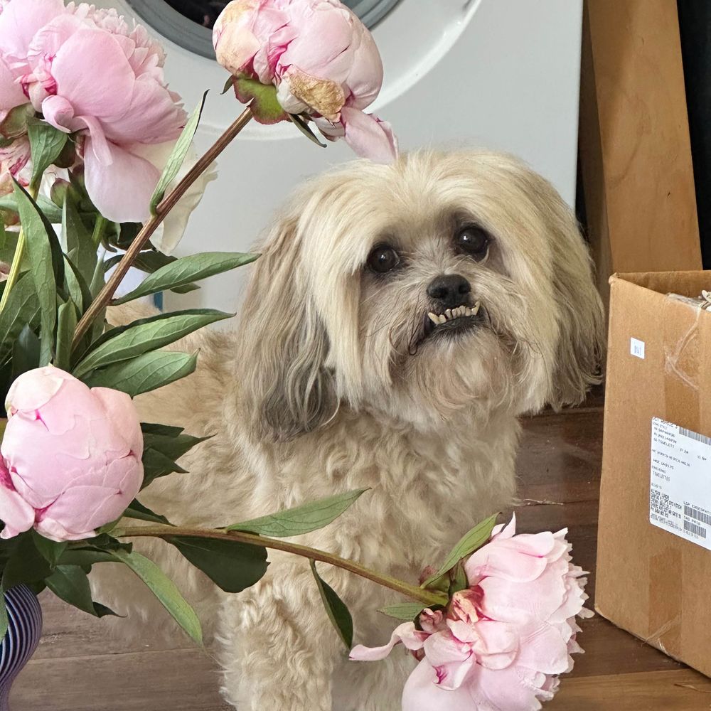 oscarewok.bsky.social