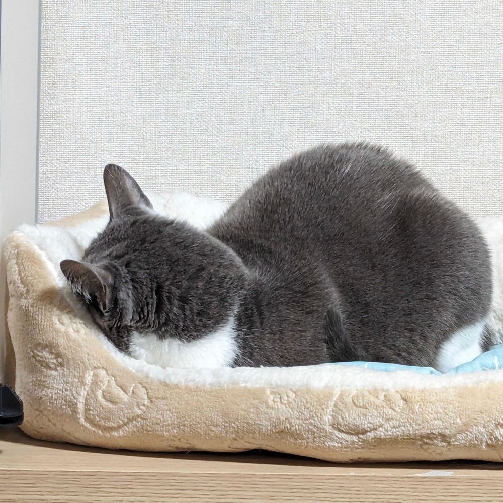 ごまリタ腹痛