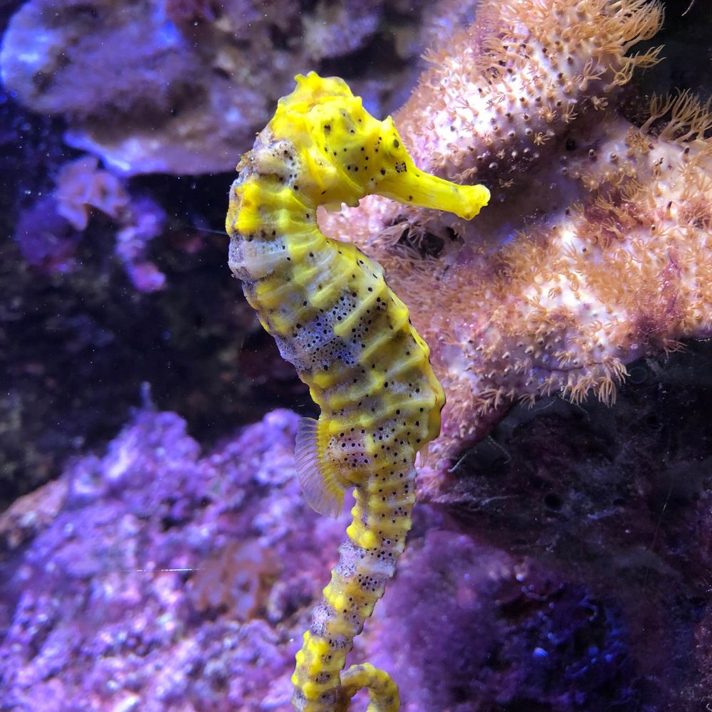 SeepferdchenS