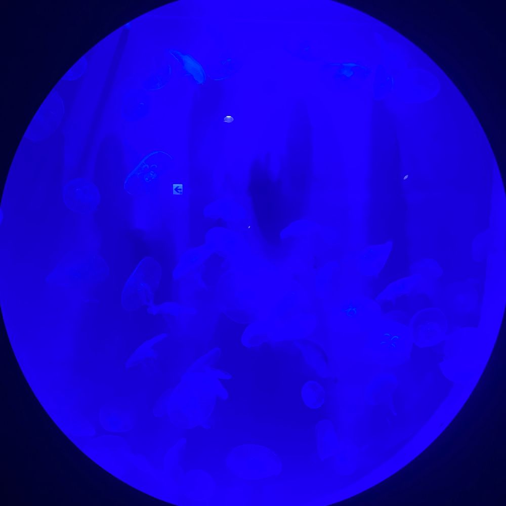 れんか