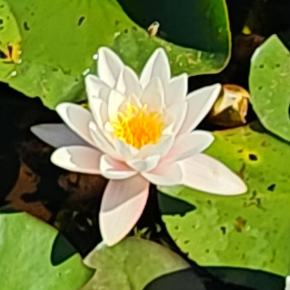 Nilouphar