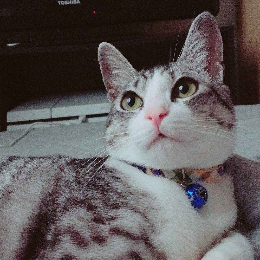 猫と編み物と時々マイホーム+nana