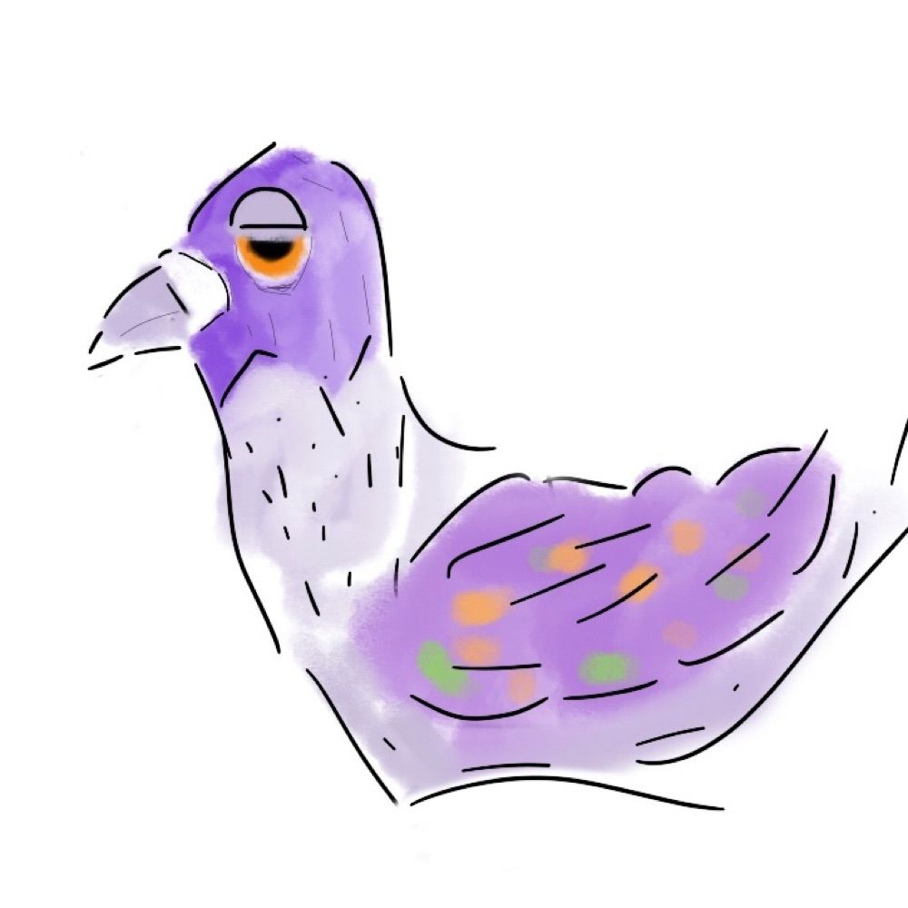 pidge
