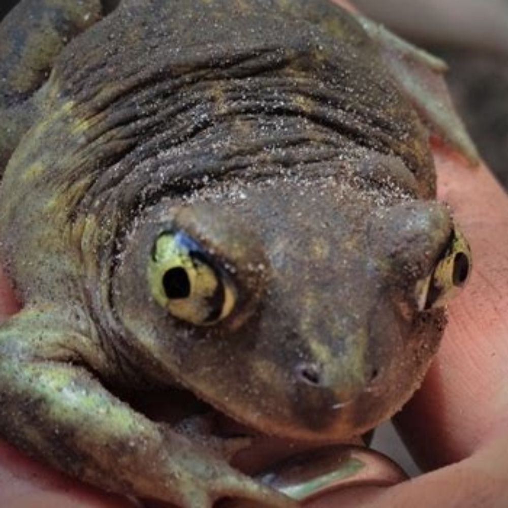Anaxyrus