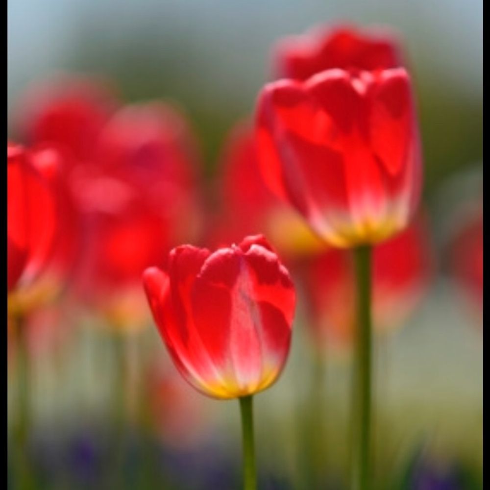 TULIP