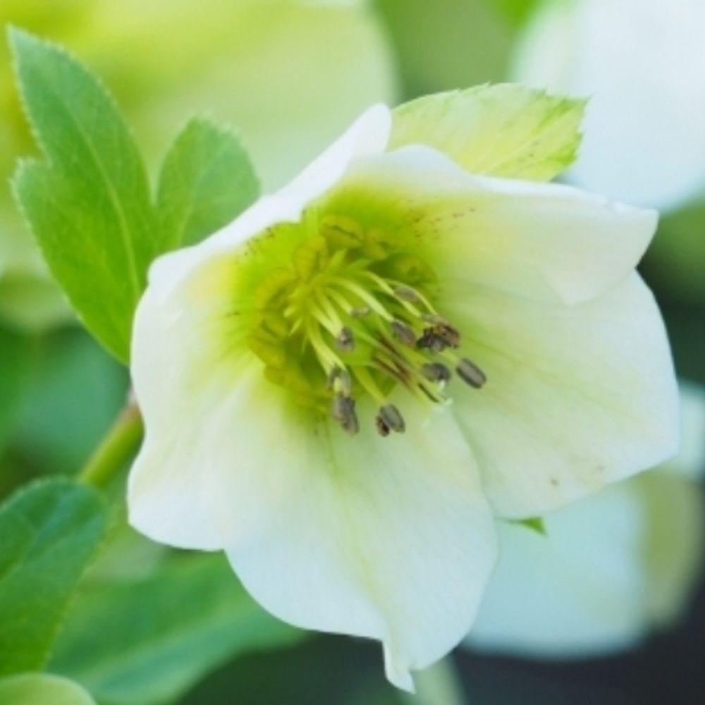 白花