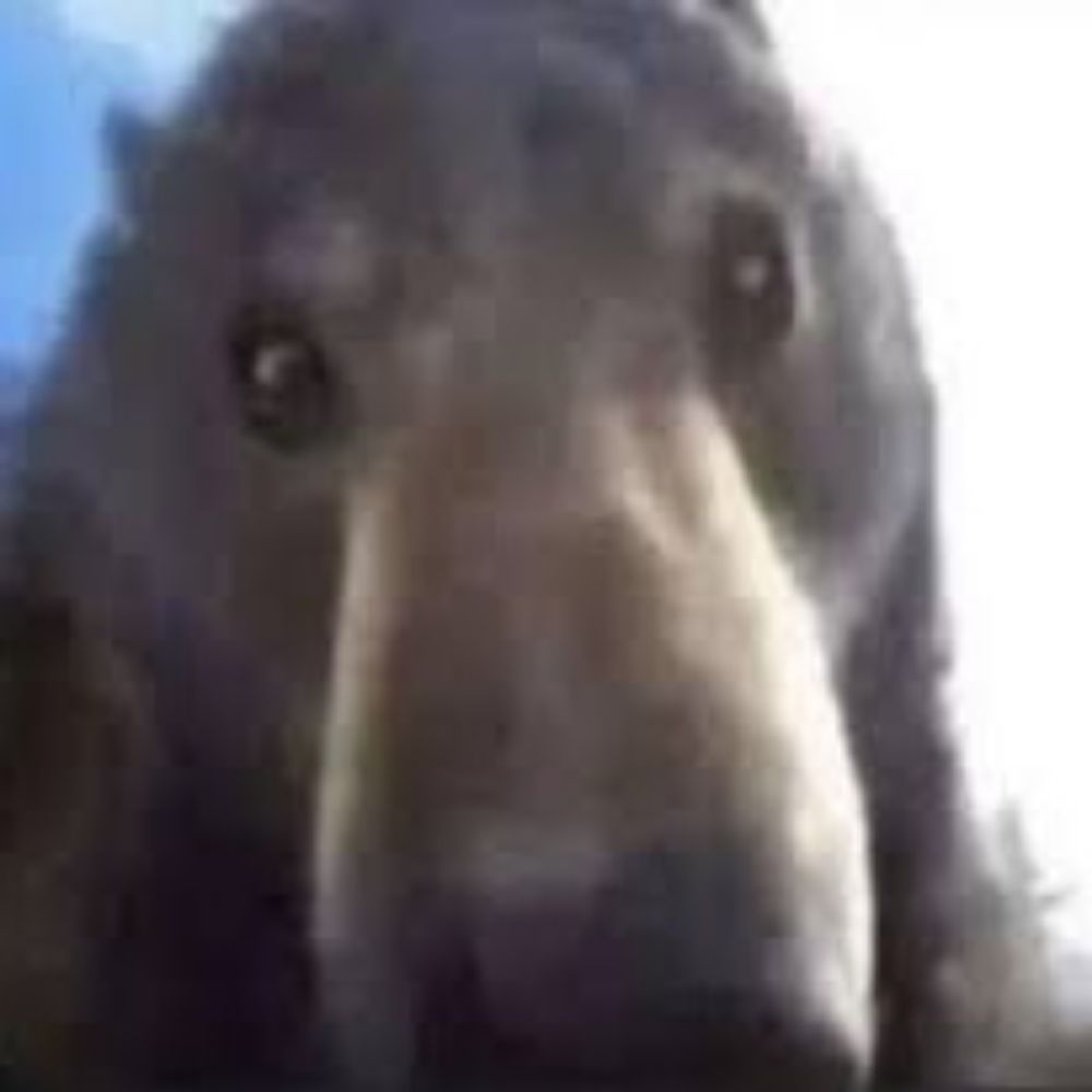 Só um urso comum 