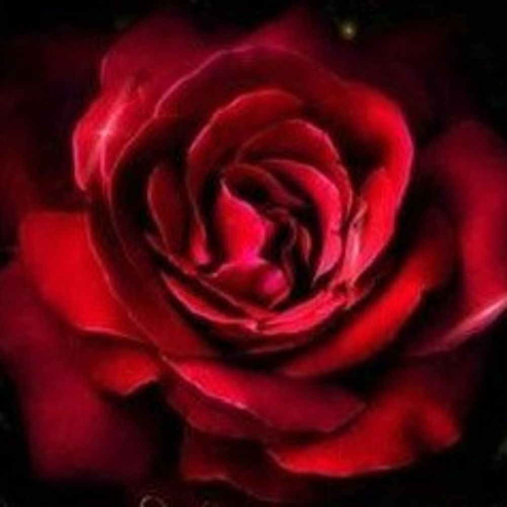 jl_rose